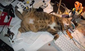Cat_Passed_Out_On_Desk